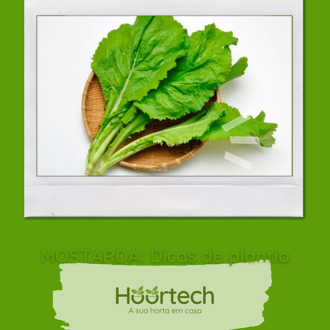 Mostarda: Dicas De Plantio. - Hoortech