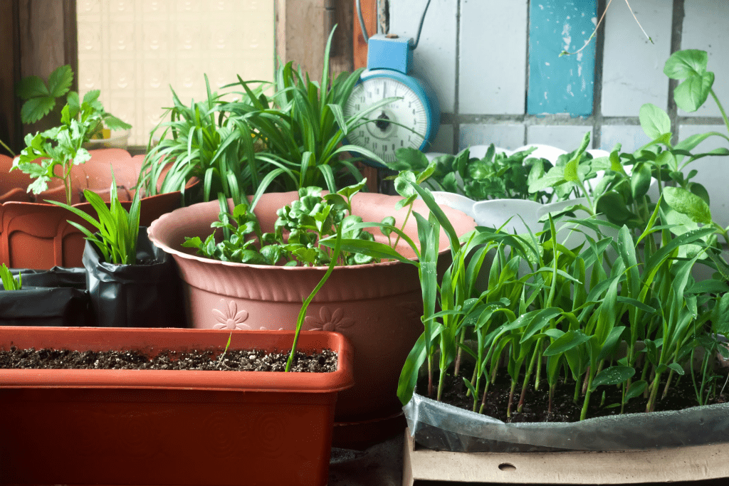 Como Escolher A Planta Perfeita Para O Seu Espa O Guia Completo Sobre Fatores A Considerar Ao